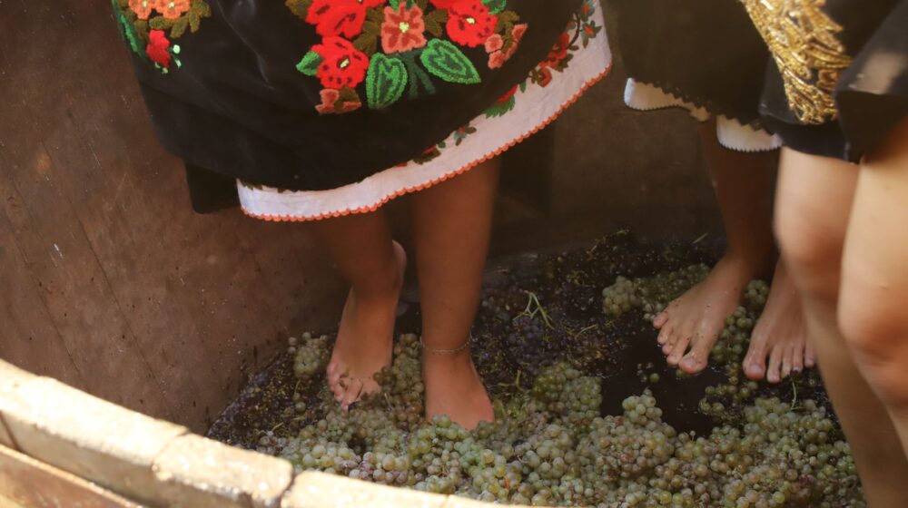 „Krajinskom berbom“ u Rogljevačkim pivnicama označen početak ovogodišnje berbe grožđa 1