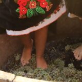 „Krajinskom berbom“ u Rogljevačkim pivnicama označen početak ovogodišnje berbe grožđa 4