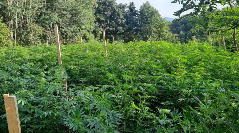 Policija u Aranđelovcu otkrila 900 kilograma indijske konoplje 1