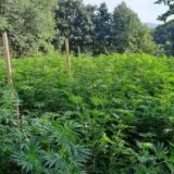 Policija u Aranđelovcu otkrila 900 kilograma indijske konoplje 8