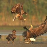 UNESKO zvanično proglasio prvi petodržavni rezervat biosfere čiji je deo i Srbija 6