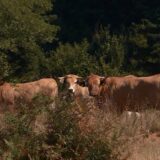 Aktivisti traže cisterne za krave i konje koji umiru od žeđi na Suvoj planini 5