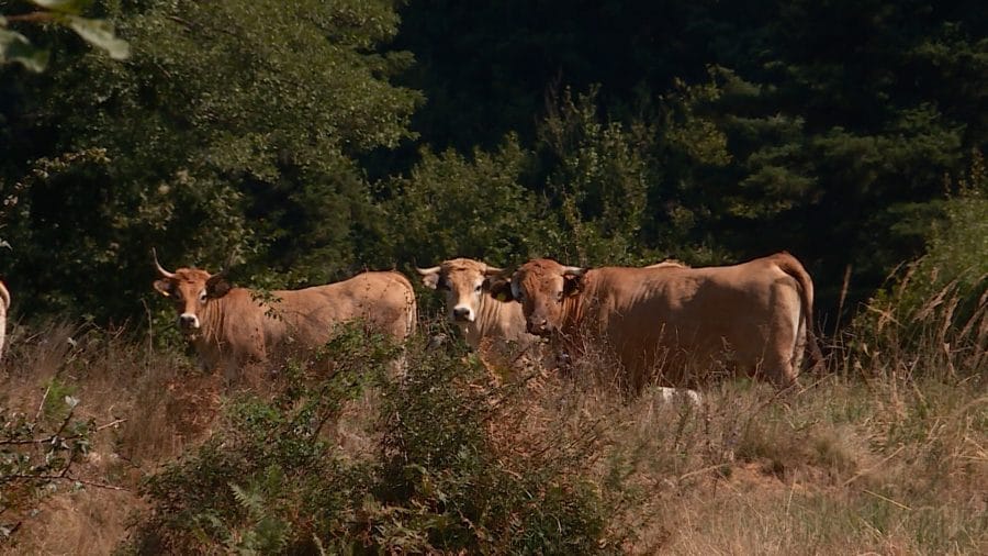 Aktivisti traže cisterne za krave i konje koji umiru od žeđi na Suvoj planini 1