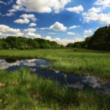 Svetska organizacija za zaštitu prirode pozvala na globalni sporazum o bioraznovrsnosti 5