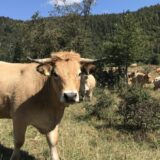 Krdo sa 1.000 krava i konja umire od žeđi na Suvoj planini, stočari apeluju za pomoć 5