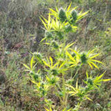 Pirot: Uhapšen jer je uzgajao indijsku konoplju 7