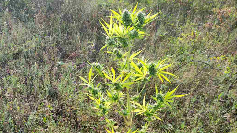 Pirot: Uhapšen jer je uzgajao indijsku konoplju 1