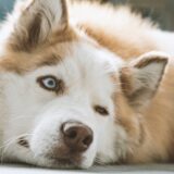 Šta je to ulcer rožnjače kod pasa i kako se leči? 1