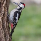 Beč - prestonica detlića u Evropi 2