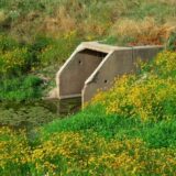 Profesorka Bečelić Tomin: Zdravlje ljudi i životna sredina pod rizikom zbog izlivanja neprečišćenih voda 7