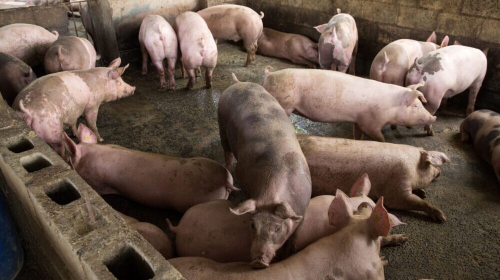 Zaustavljeno širenje afričke kuge svinja na području opštine Ražanj 1