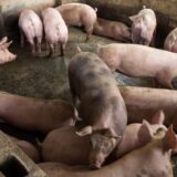 "Ovo je ekološka bomba": Protest zbog odluke Grada Niša o lokaciji na kojoj se ukopavaju svinje uginule od afričke kuge 15