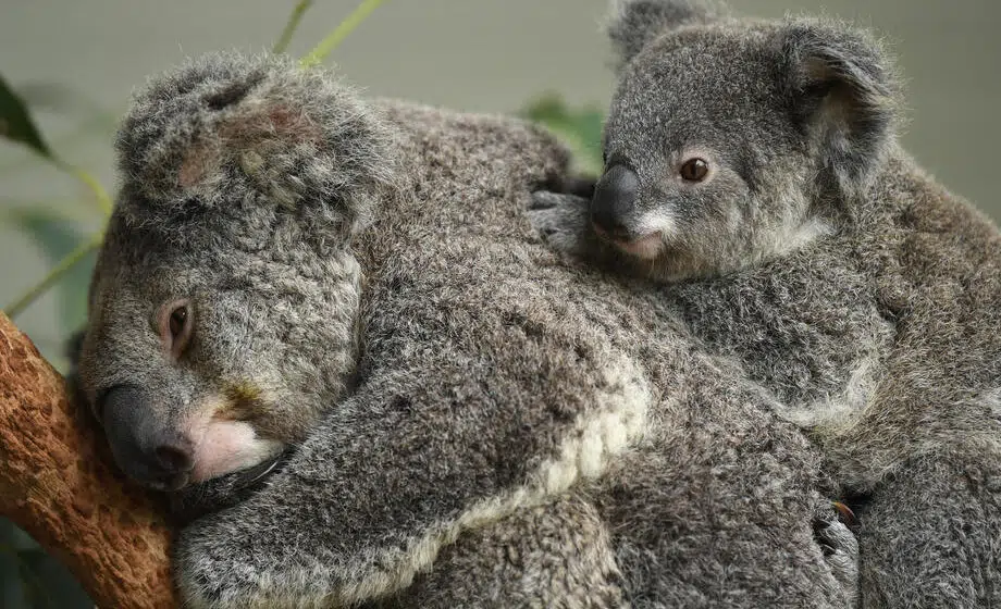 koala Australija