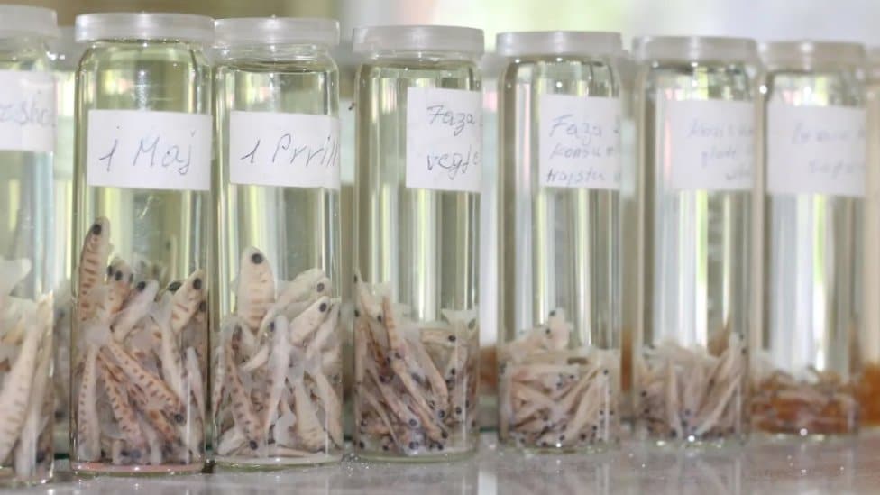 Životni ciklus ohridske pastrmke je dugačak i potrebno je mnogo godina da ona dosegne zrelost