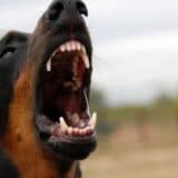 Životinje u Srbiji i napadi pasa: Zašto su psi „opasni kao pištolj, bomba ili neko drugo oružje" 5