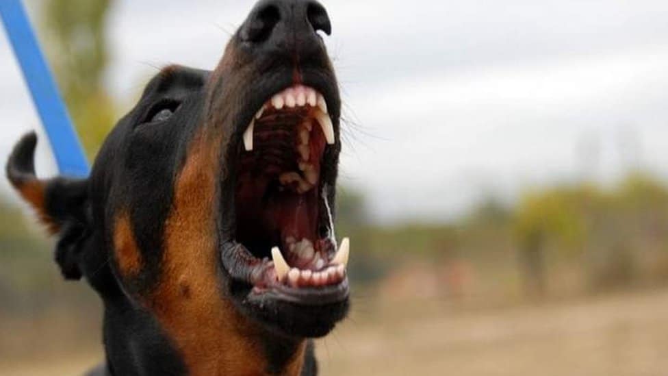 Životinje u Srbiji i napadi pasa: Zašto su psi „opasni kao pištolj, bomba ili neko drugo oružje" 1 pas