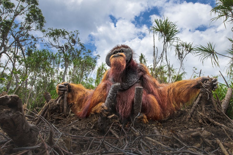 Orangutan se drži za panjeve posečenog drveća koje je nekada bilo njegov dom