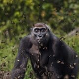 Fotografija, priroda i životinje: Gorila među leptirima i borba geparda sa nabujalom rekom 4