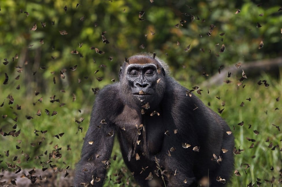 Gorila je zatvorila oči dok si leptiri leteli oko nje - uslikano u Centralnoafričkoj Republici