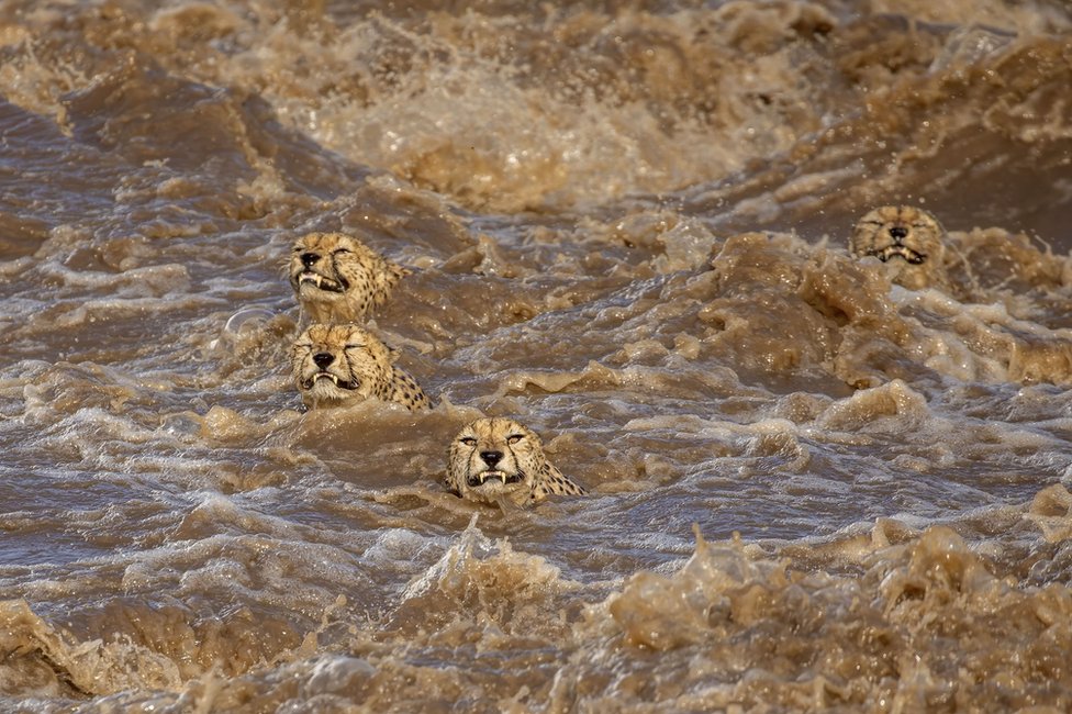 Mužjaci geparda plivaju u brzoj reci