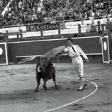 Jugoslavija i borbe s bikovima: Pola veka od beogradske koride, kada je poklič „ole, ole“ zamenio tajac 5