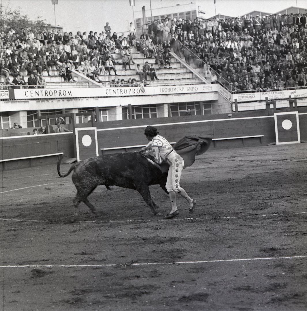 Beogradska korida i Luis Miguel Domingin