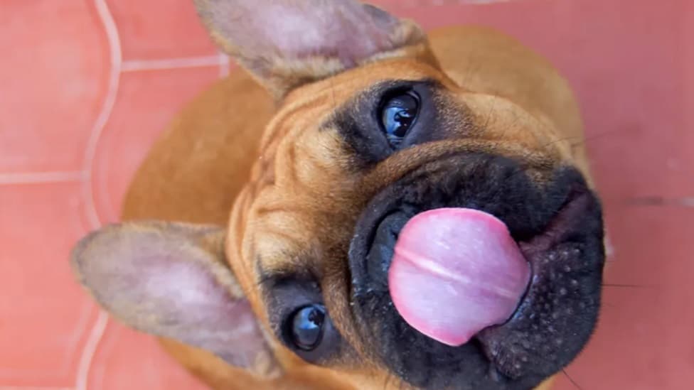 Životinje i hrana: Tajanstveni razlog zbog kojeg prerađena hrana za ljubimce izaziva zavisnost 1 pas