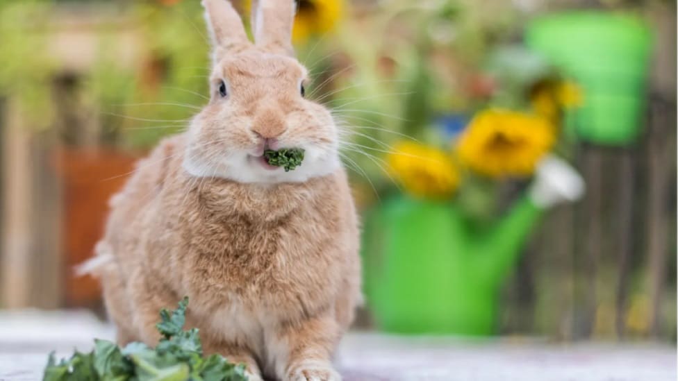 Životinje i hrana: Tajanstveni razlog zbog kojeg prerađena hrana za ljubimce izaziva zavisnost 2 zec