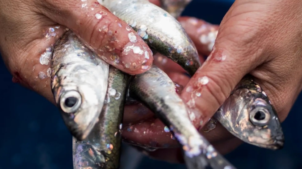 Životinje i hrana: Tajanstveni razlog zbog kojeg prerađena hrana za ljubimce izaziva zavisnost 4 riba, ribe