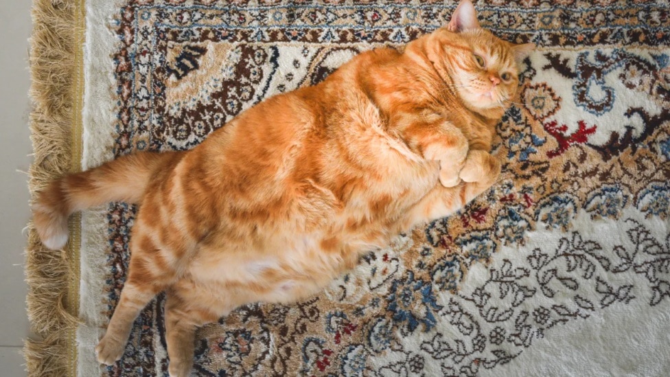 Životinje i hrana: Tajanstveni razlog zbog kojeg prerađena hrana za ljubimce izaziva zavisnost 5 mačka