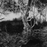 „Zagledan u šumu svoga duha“ od večeras u „Haosu“ 3