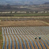 S. Makedonija ukinula zabranu izvoza suncokretovog ulja 9