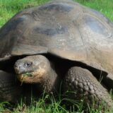 Ekvador (2): Šetnja sa kornjačama po Galapagosu 15