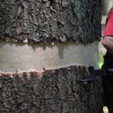 Kako prepoznati drveće pod stresom? 12