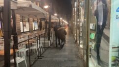 Protest protiv kovid propusnica Održan još jedan protest protiv kovid propusnica u Beogradu, Dveri dale podršku 20