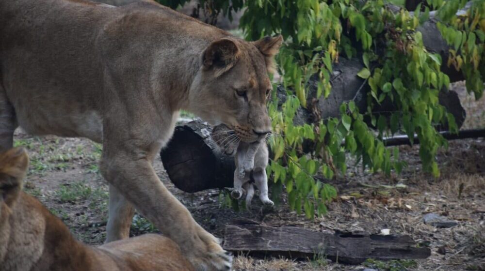 Direktor Zoološkog vrta "Palić" podneo ostavku posle afere oko uginuća četiri lavića 1