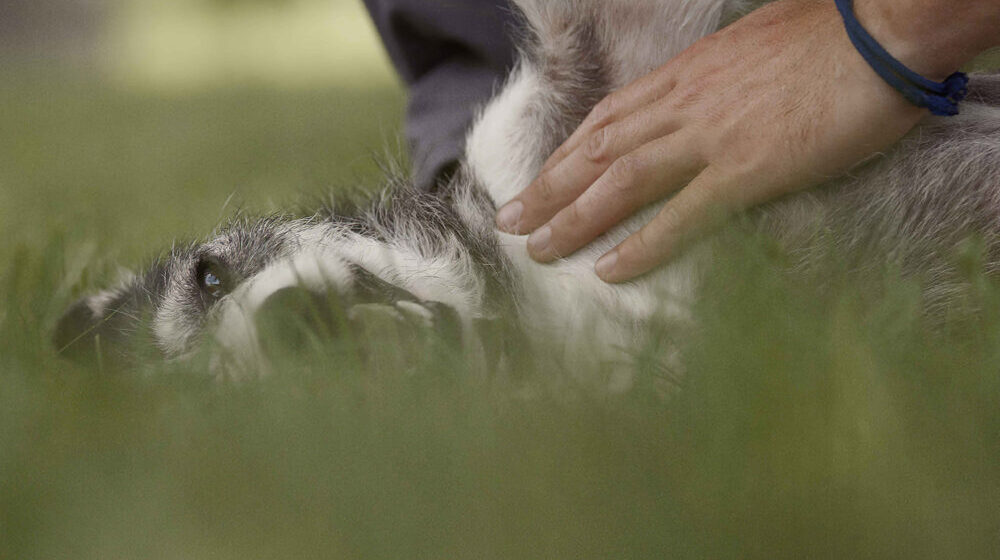 Film „Prilagođeni” Dejana Petrovića na festivalu u Amsterdamu 1