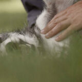 Film „Prilagođeni” Dejana Petrovića na festivalu u Amsterdamu 7