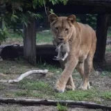 VOICE: Ni posle odgovora iz Zoo vrta, nije jasno šta se desilo sa lavićima sa Palića 4