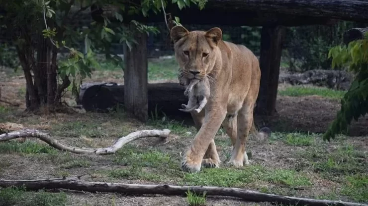 VOICE: Ni posle odgovora iz Zoo vrta, nije jasno šta se desilo sa lavićima sa Palića 1