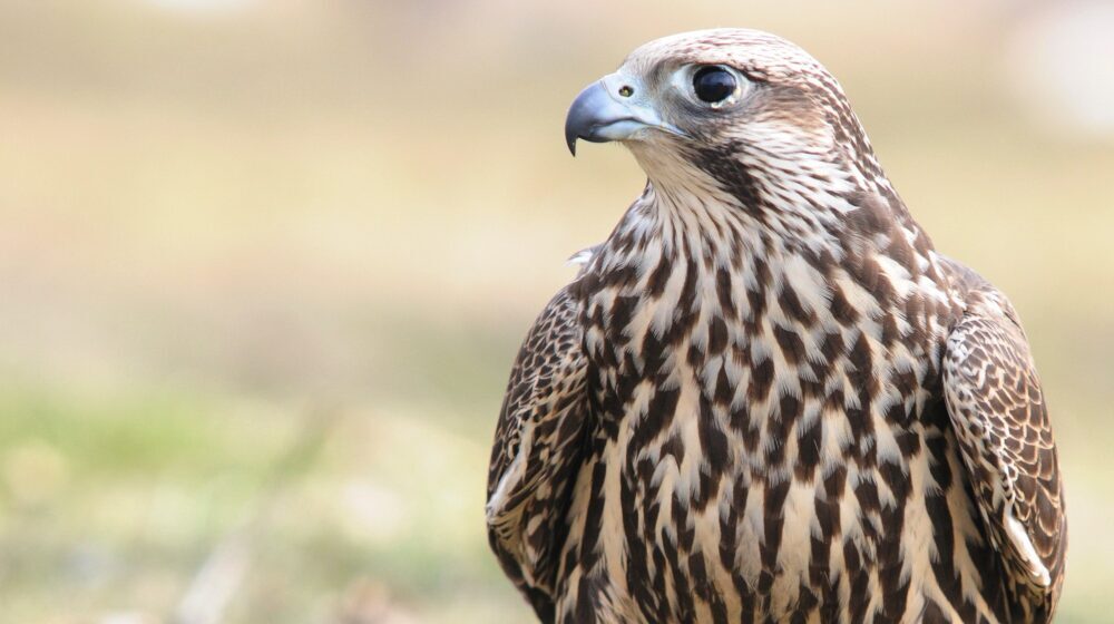 U Evropi svakoj petoj vrsti ptica preti izumiranje 1