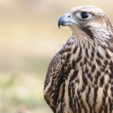 U Evropi svakoj petoj vrsti ptica preti izumiranje 10