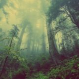 Šumokradice pucale na pripadnike MUP-a na administrativnoj liniji sa KiM 3