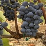 Međunarodni dan Prokupca šesti put širom Srbije 8