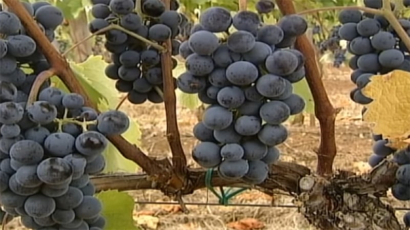 Međunarodni dan Prokupca šesti put širom Srbije 1