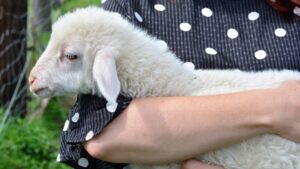 Da li je vege ishrana trend ili briga o zdravlju? 2 Da li je vege ishrana trend ili briga o zdravlju? 2