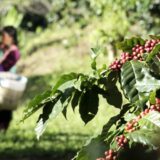 plantaža kafe, kafa