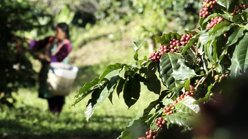 plantaža kafe, kafa