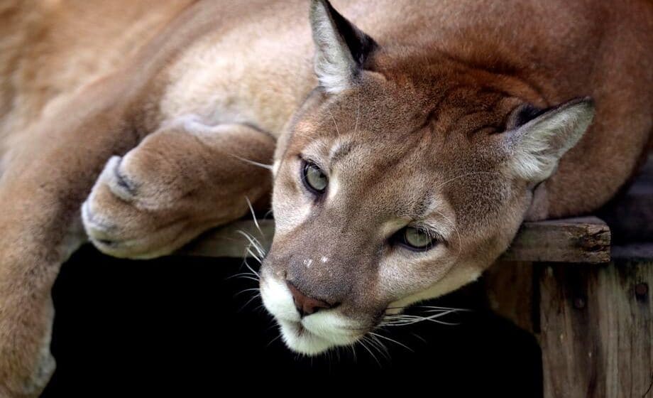 Puma, smatrana izumrlom vrstom u Rio de Žaneiru, ponovo viđena 1