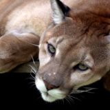 Puma, smatrana izumrlom vrstom u Rio de Žaneiru, ponovo viđena 9